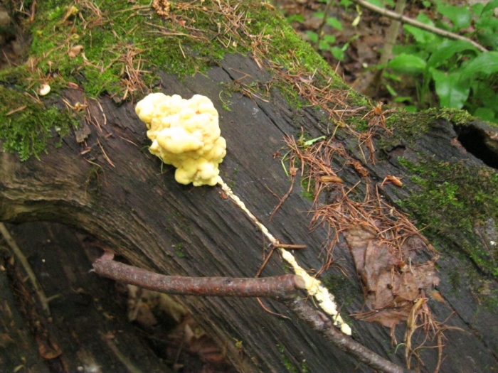 Дрожалка листоватая