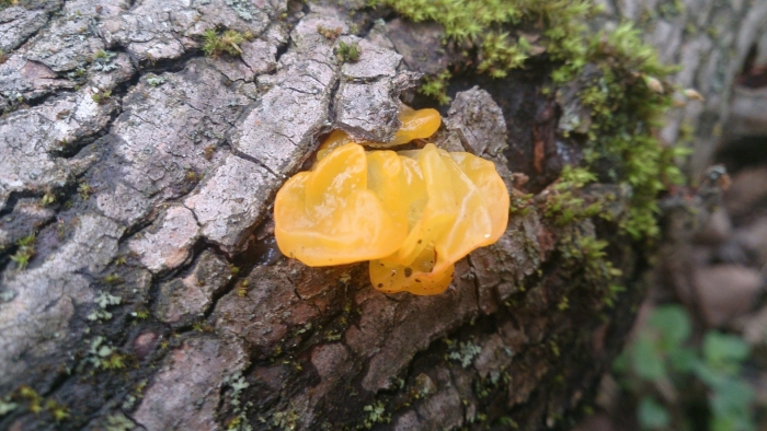 Дрожалка оранжевая tremella mesenterica