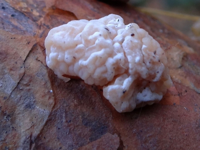 Дрожалка мозговая гриб