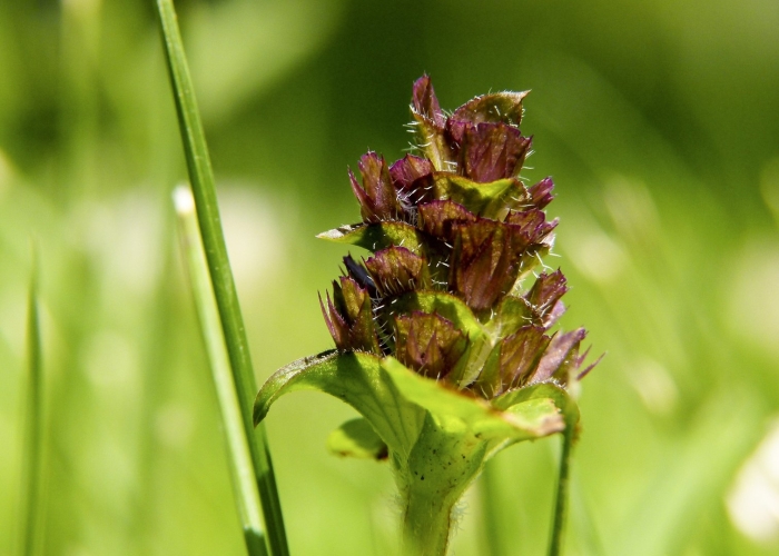 Prunella vulgaris