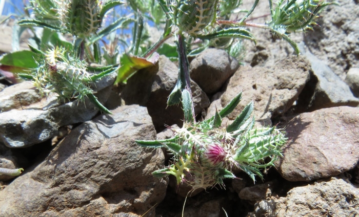 Балтийская колючка растение