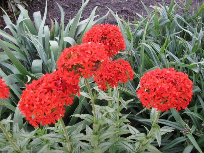 Лихнис вискария