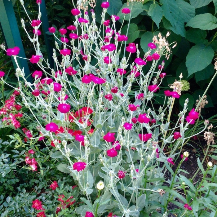 Лихнис корончатый