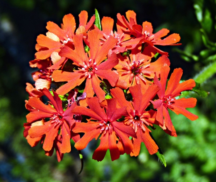 Лихнис халцедонский зорька