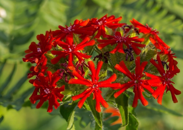 Лихнис зорька