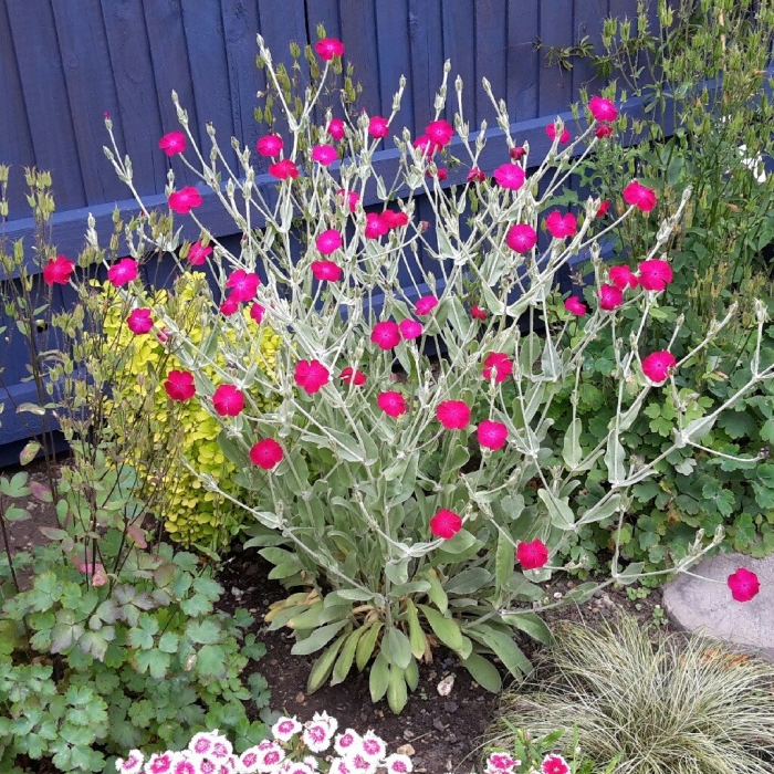 Лихнис корончатый