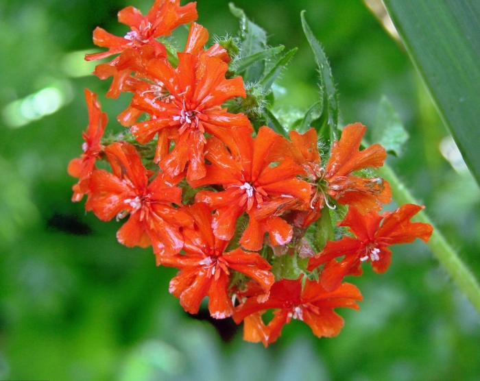 Lychnis chalcedonica