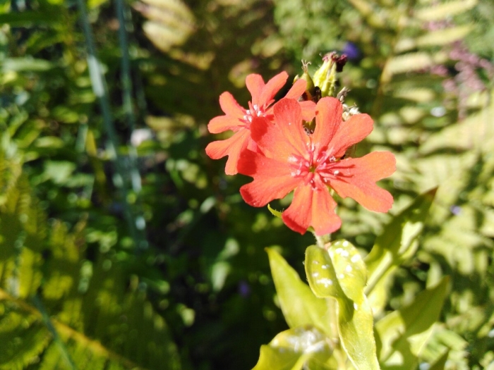 Лихнис луговой