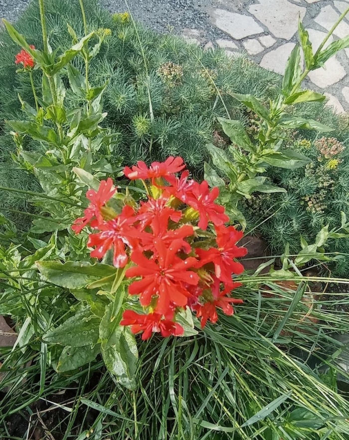 Лихнис халцедонский раурайф