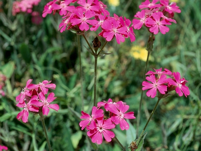 Silene vulgaris смолевка обыкновенная