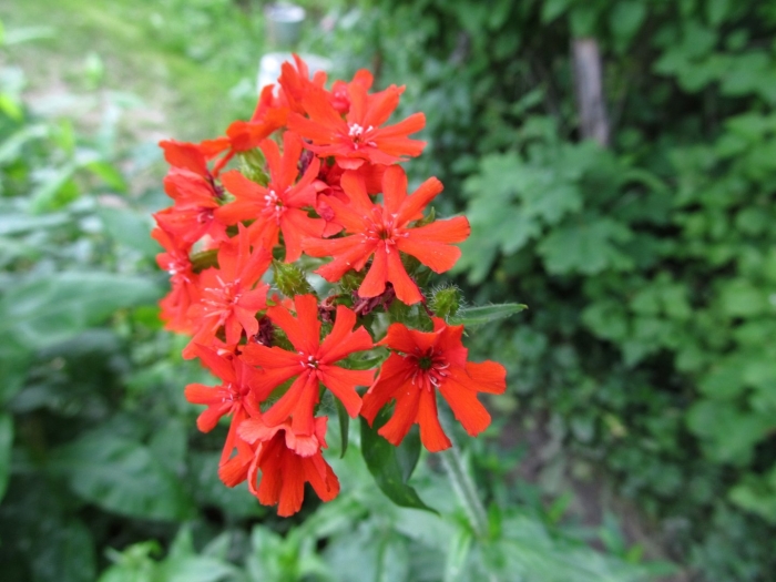 Лихнис корончатый