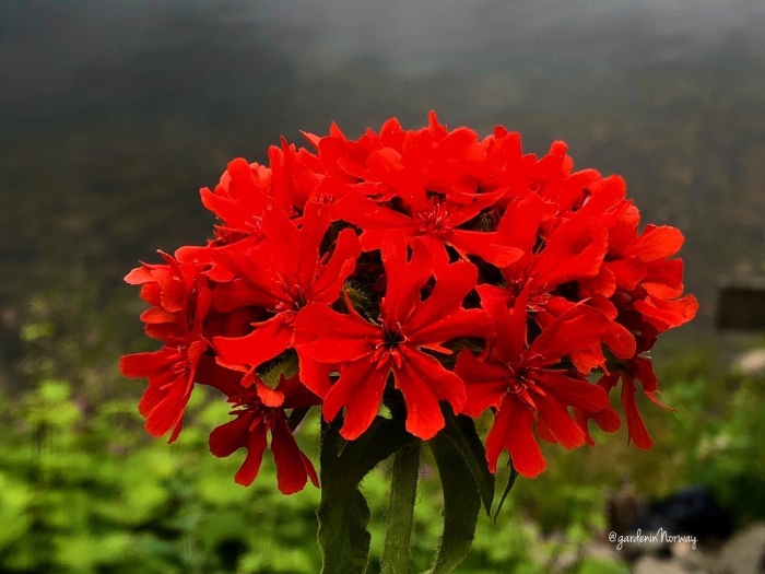 Лихнис микс