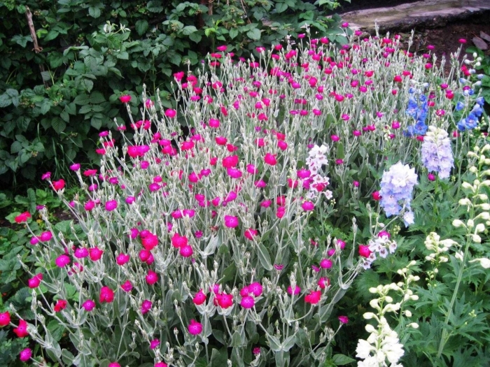 Лихнис корончатый многолетний