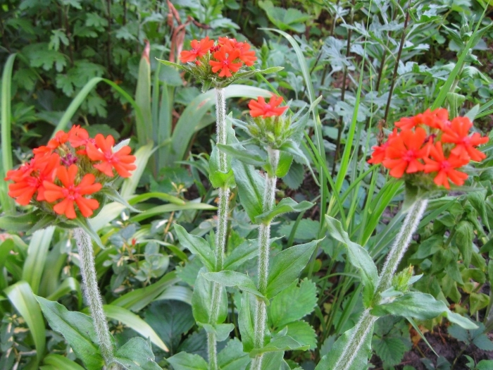 Лихнис халцедонский зорька