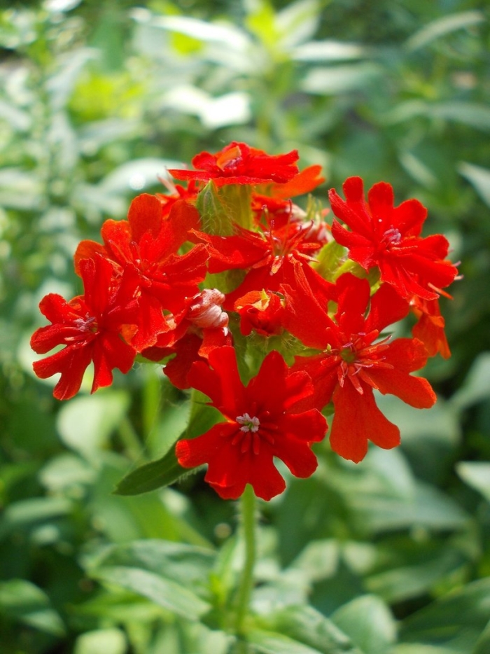 Лихнис халцедонский зорька