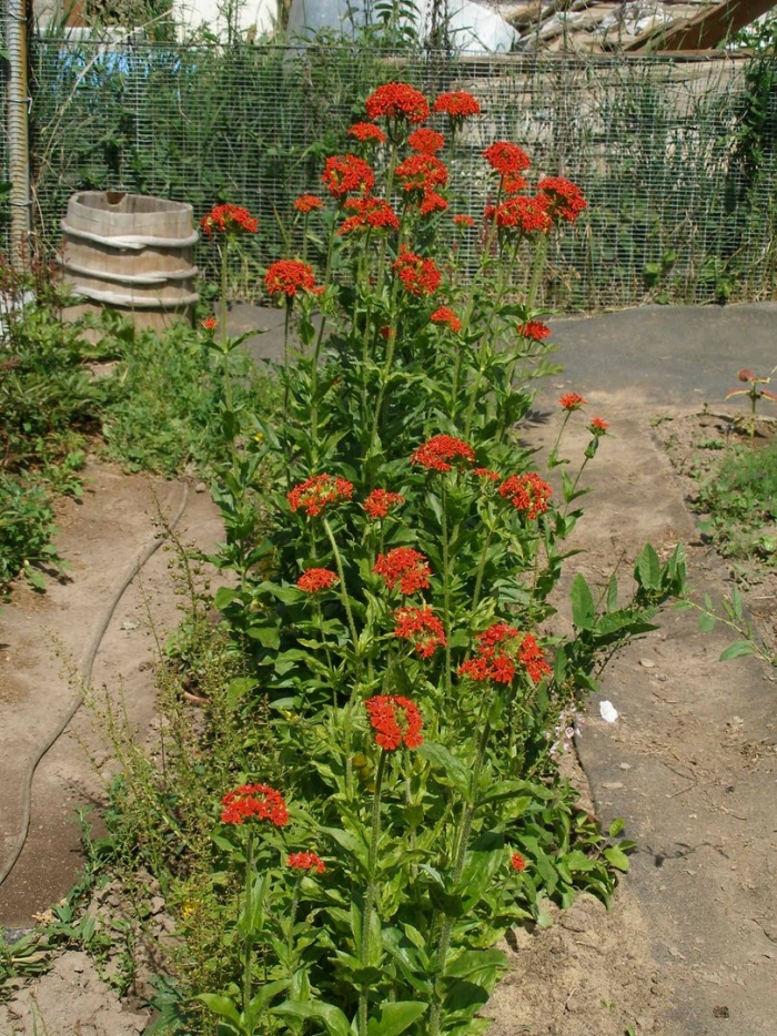 Лихнис халцедонский рассада