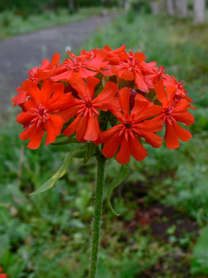 Лихнис халцедонский зорька