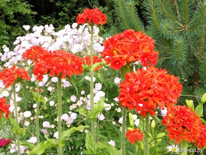 Цветок лихнис халцедонский зорька