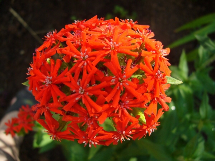 Лихнис вулкан