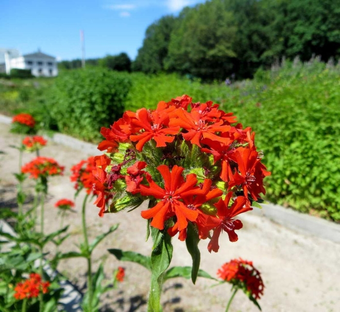 Лихнис халцедонский зорька