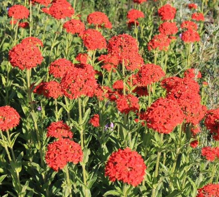 Лихнис халцедонский зорька