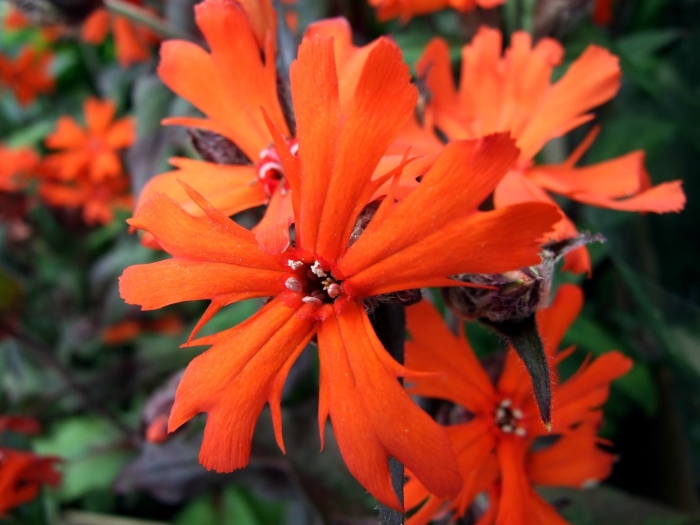 Зорька лихнис корончатый