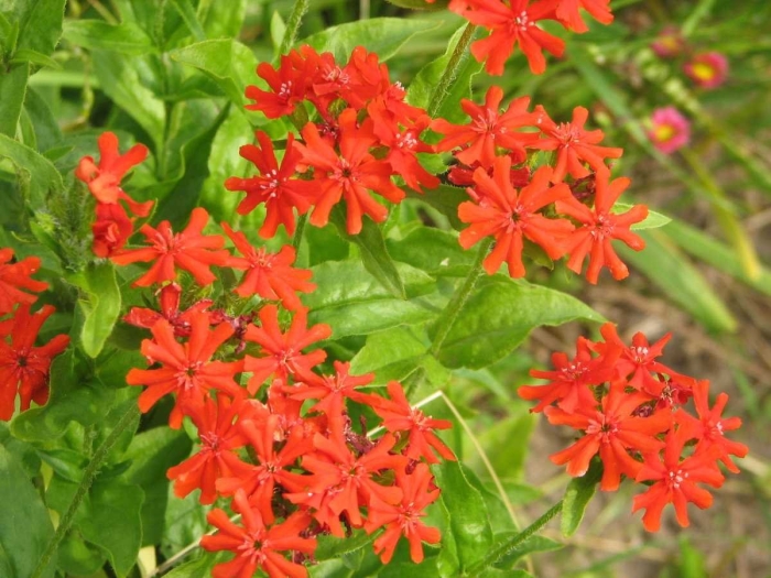 Лихнис халцедонский (lychnis chalcedonica)