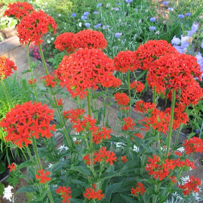 Лихнис корончатый.халцедонский