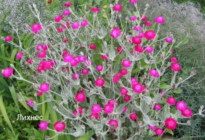 Лихнис корончатый