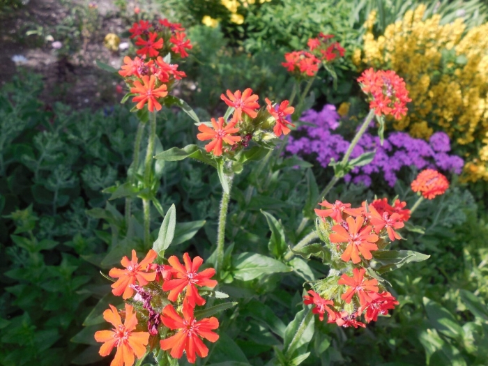 Лихнис халцедонский зорька