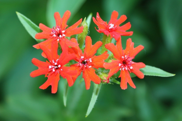 Лихнис зорька мальтийский крест