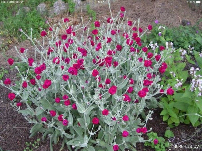 Лихнис коронария