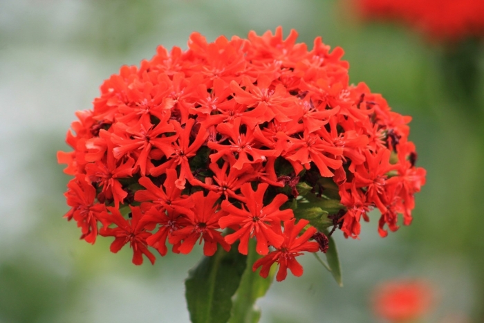 Лихнис халцедонский зорька