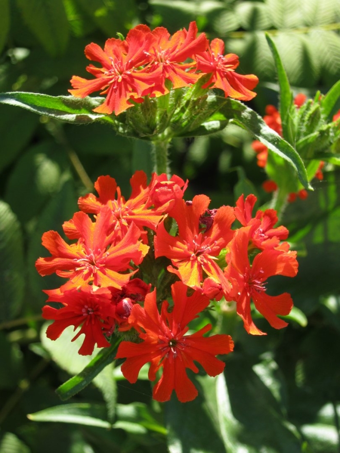 Лихнис халцедонский раурайф