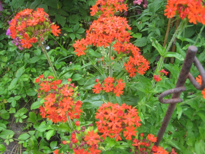 Лихнис многолетний