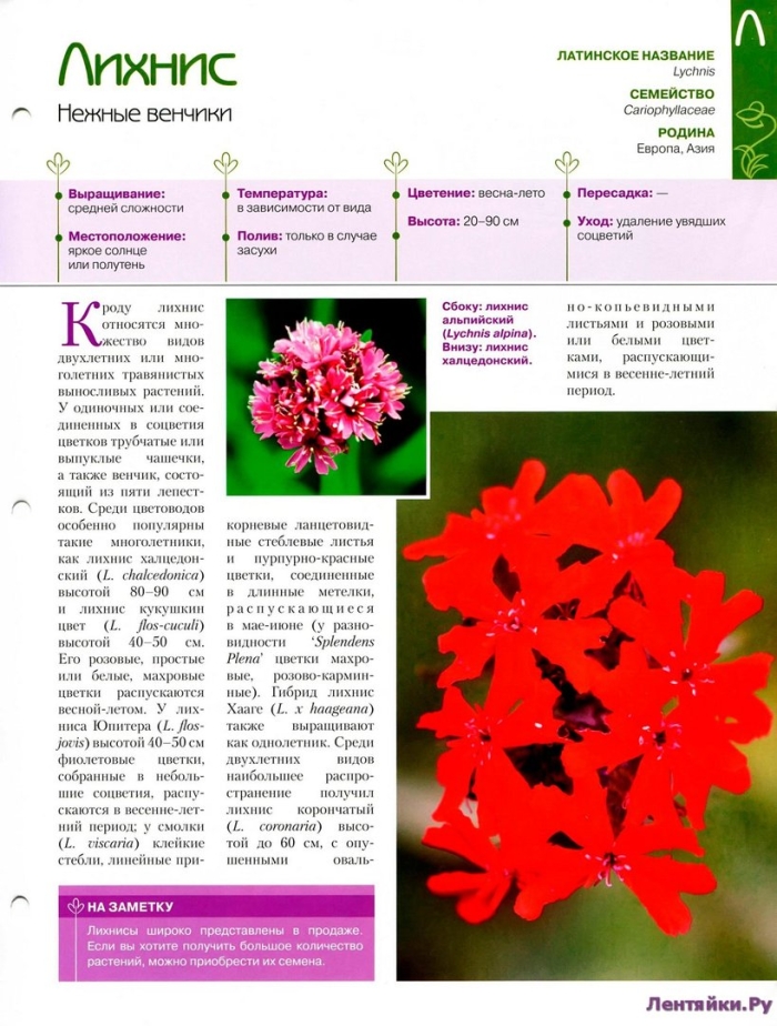 Лихнис красный многолетний