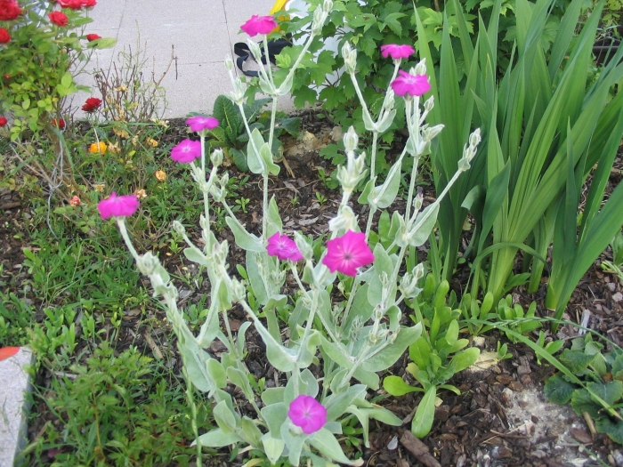 Лихнис корончатый малиновый