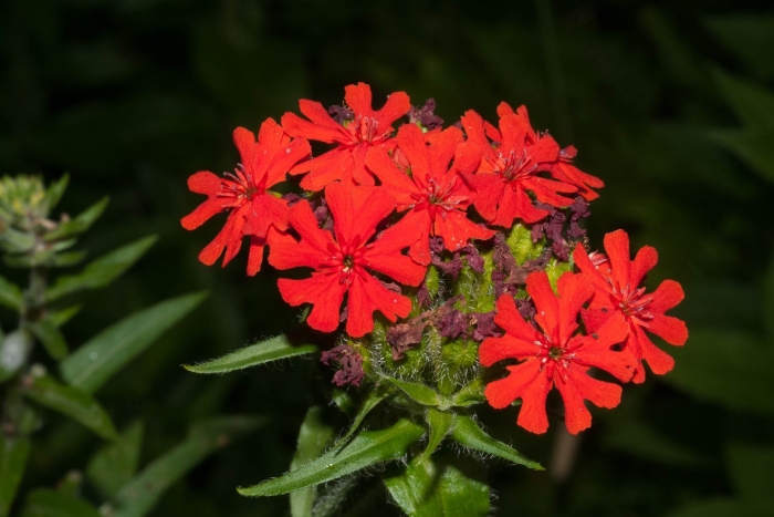 Лихнис халцедонский (lychnis chalcedonica)