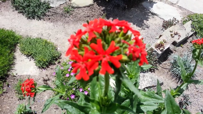 Лихнис chalcedonica