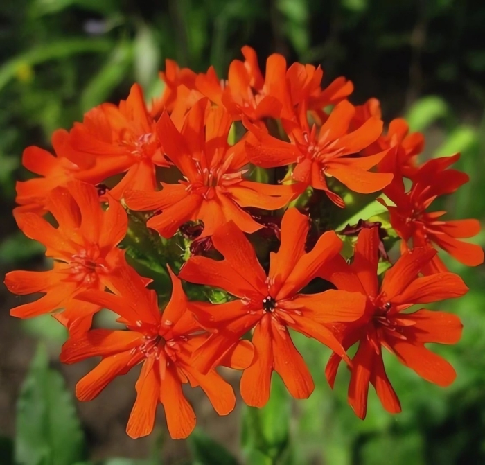 Лихнис халцедонский зорька