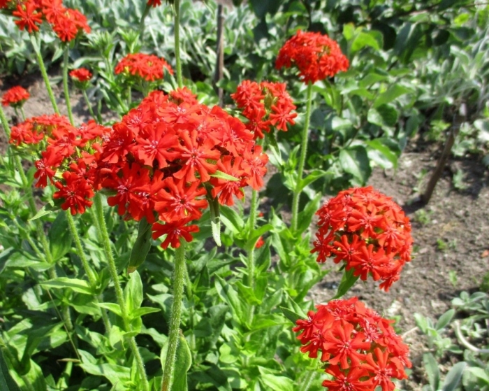 Лихнис халцедонский зорька