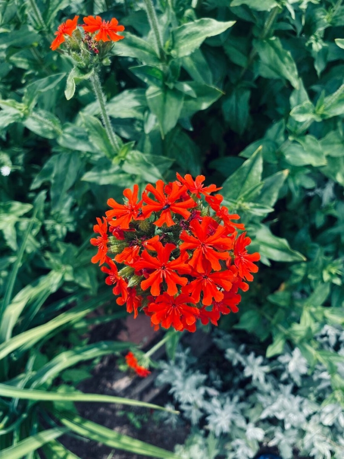 Лихнис халцедонский зорька