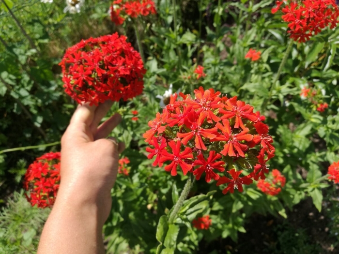 Лихнис халцедонский зорька