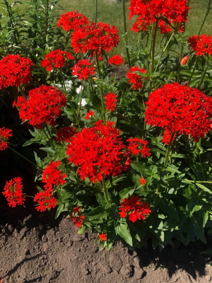 Лихнис халцедонский раурайф