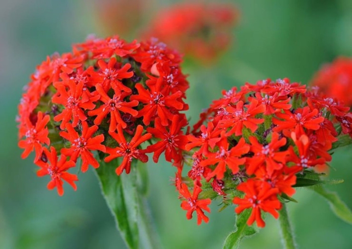 Лихнис цветок