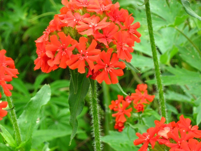 Лихнис халцедонский зорька