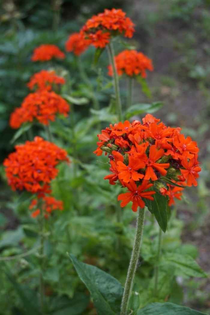 Лихнис халцедонский зорька