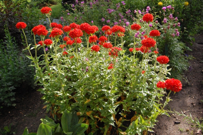 Лихнис красный