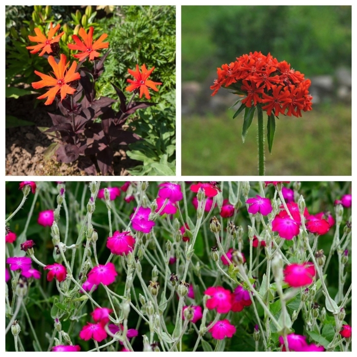 Лихнис аркрайта