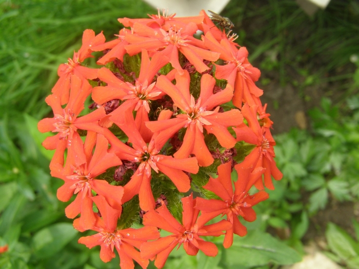 Лихнис халцедонский зорька